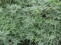 Клен пальмолистний / японський Emerald Lace 2 річний, Acer palmatum, фото 6