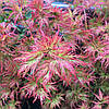 Клен пальмолистний / японський Emerald Lace 2 річний, Acer palmatum, фото 7