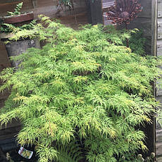 Клен пальмолистний / японський Emerald Lace 2 річний, Acer palmatum, фото 5