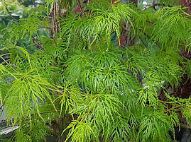Клен пальмолистний / японський Emerald Lace 2 річний, Acer palmatum, фото 4