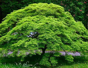 Клен пальмолистний / японський Emerald Lace 2 річний, Acer palmatum