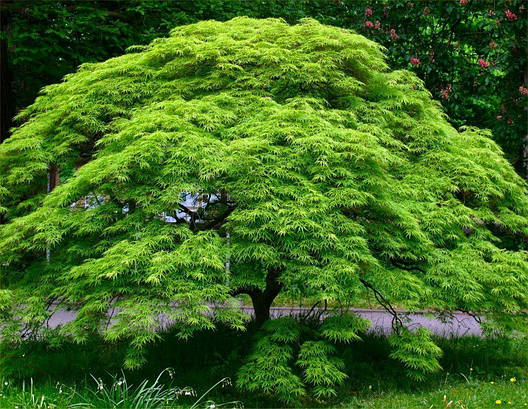 Клен пальмолистний / японський Emerald Lace 2 річний, Acer palmatum, фото 1