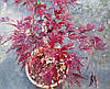 Клен пальмолистний / японський Emerald Lace 2 річний, Acer palmatum, фото 10