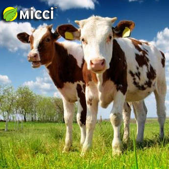 Відгодівля ВРХ