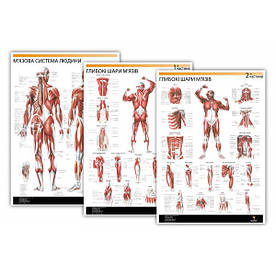 Комплект плакатів "М'язи людини" 30см х 42см (з 3 частин)