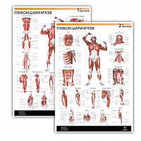 Комплект плакатов "Глубокие слои мышц" 30см х 42см (с 2 частей)