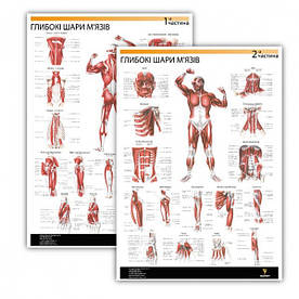 Комплект плакатів "Глибокі шари м'язів" 30см х 42см (з 2 частин)