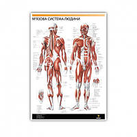 Плакат "Мышечная система человека" 30см х 42см (1 плакат)