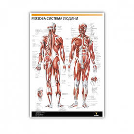 Плакат "М'язова система людини" 30см х 42см (1 плакат)