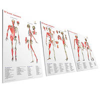 Комплект плакатов "Мышечные цепи" 30см х 42см (с 3 частей)
