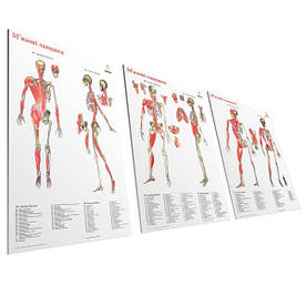 Комплект плакатів "М'язові ланцюги" 30см х 42см (з 3 частин)