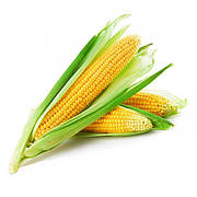 Кукурудза