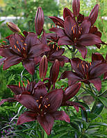 Лілія азіатська Mapira цибулини 12/14