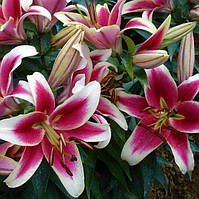 Лілія гігант Candy Club ОТ-гібрид, цибулини