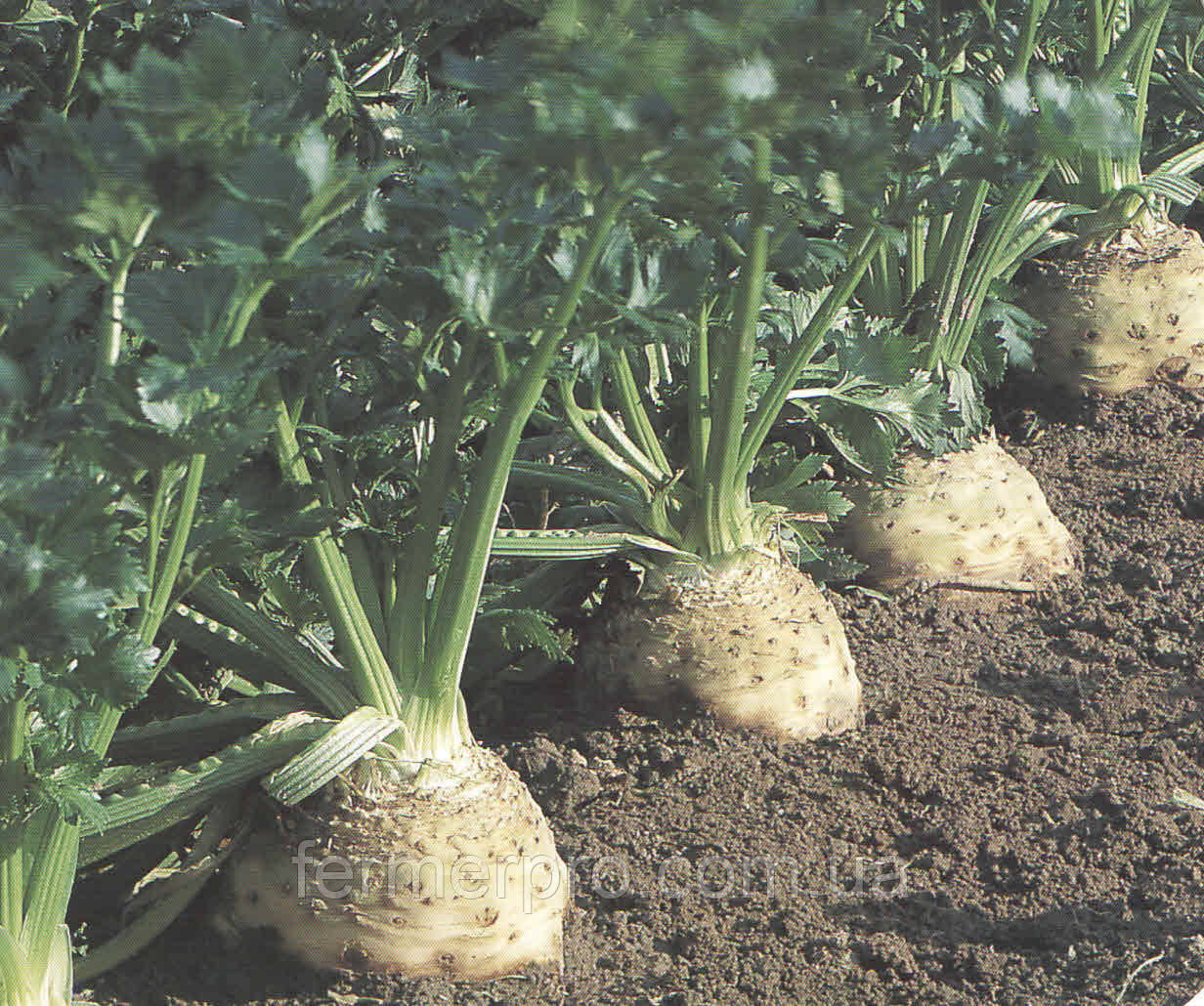 Насіння селери Ілона/Ilona 10.000 насіння Bejo zaden, фото 1