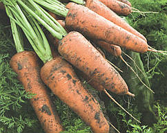 Семена моркови Кордоба F1 (1,6-1,8)  1 млн сем. Bejo
