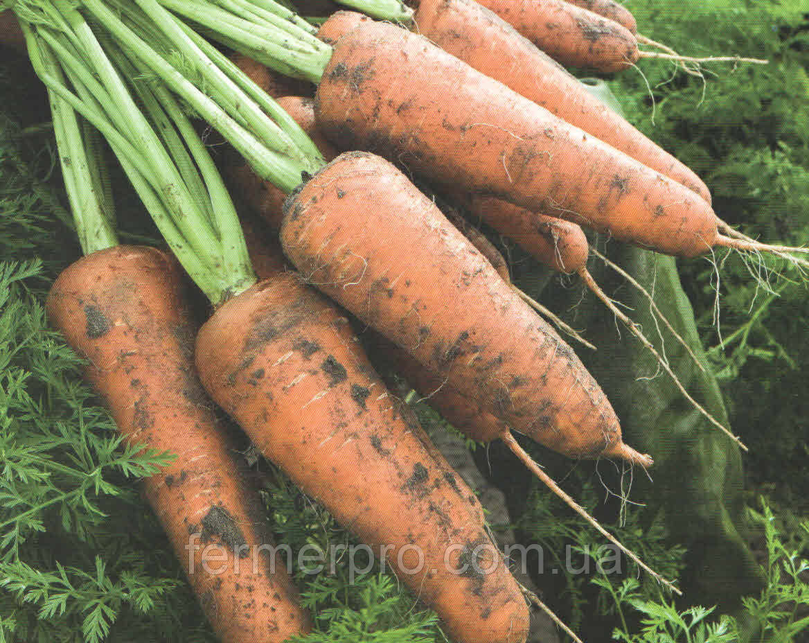 Насіння моркви Кордоба F1 (2,0-2,2) 1 млн сем. Bejo