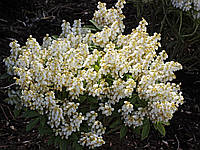 Пієріс японський Debutante 2 річний, Пиерис японский Дебютант, Pieris japonica Debutante