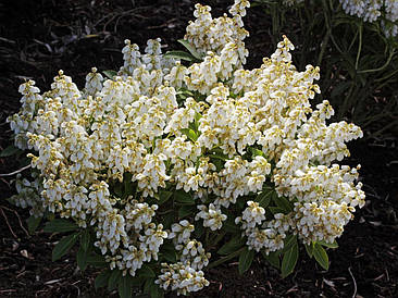 Пієріс японський Debutante 2 річний, Піеріс японський Дебютант, Pieris japonica Debutante