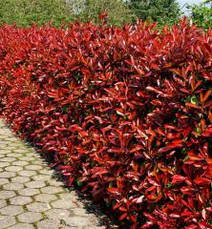 Фотінія Фразера Camilvy 3 річна, Фотиния Фразера Камилву, Photinia fraseri Camilvy, фото 4