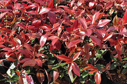 Фотінія Фразера Camilvy 3 річна, Фотиния Фразера Камилву, Photinia fraseri Camilvy, фото 5