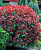 Фотінія Фразера Camilvy 3 річна, Фотиния Фразера Камилву, Photinia fraseri Camilvy, фото 7
