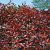 Фотінія Фразера Camilvy 3 річна, Фотиния Фразера Камилву, Photinia fraseri Camilvy, фото 10
