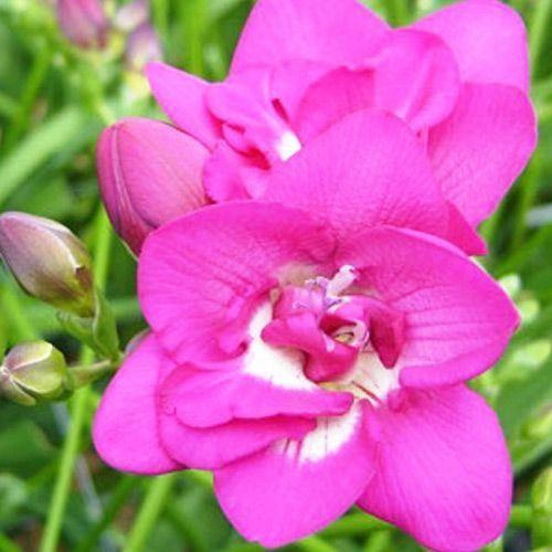 Фрезія махрова Rose