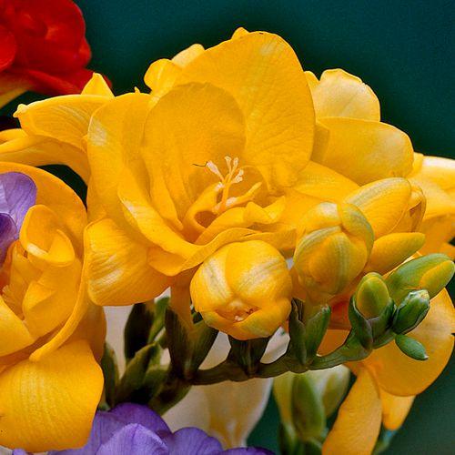 Фрезія махрова Yellow
