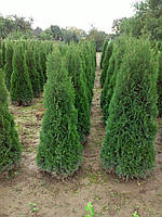 Туя західна Смарагд (Thuja occidentalis Smaragd) екстра 120+ cм.