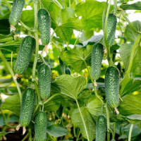 АРКТИКА F1 / АРЕНА F1 насіння огірка, 50 насіння — партенокарпічний, ранній (36-40 днів) NongWoo Bio, фото 2
