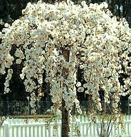 Саджанці вишні (сакура) на штамбі Pendula (штамб Н - 1,5 -2,0 м)