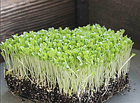 Зеленый САЛАТ Микрозелень, семена салата органические для проращивания 30 грамм