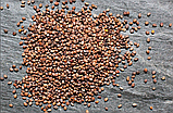 РЕДИС Мікрозелень, насіння зерна редиски органічні для пророщування 50 грам, фото 2