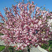 Саджанці мигдалю трилопатевого "Луізіанія"  (штамб Н 1-1,4м)