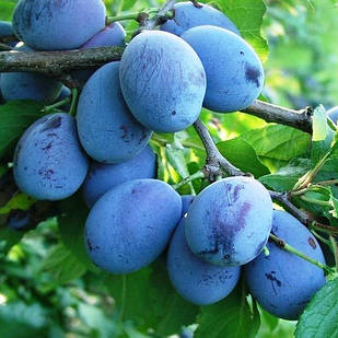 Саджанці Сливи Олена - середньо-пізній термін, солодкий, зимостійкий