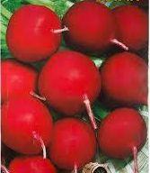 Насіння Редиса Ілка 20 г зіп-пакет. Середньостигла ., фото 1