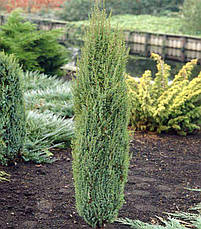Ялівець звичайний Arnold 2 річний, Ялівець звичайний Арнольд, Juniperus communis Arnold, фото 3