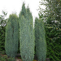 Ялівець звичайний Suecica 4 річний 0,4-0,5м, Можжевельник обыкновенный Суецика, Juniperus communis Suecica