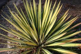 Юка нитчата Color Guard 2 річна , Юка нитчатая Колор Гуард, Yucca filamentosa Color Guard