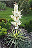 Юка нитчата Color Guard 2 річна , Юка нитчатая Колор Гуард, Yucca filamentosa Color Guard, фото 8