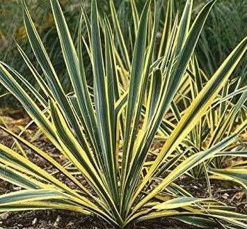 ЮканитчатаBrightEdge2річна,ЮканитчатаяБрайтЕйдж,YuccafilamentosaBrightEdge