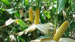 Насіння кукурудзи ДН Гарант від "МАЇС", фото 2