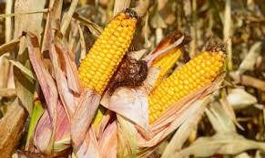 Насіння кукурудзи гібрид Моніка 350 МВ, фото 2