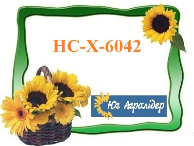 Насіння соняшнику НС-Х-6042, A-Е Юг Агролідер, фото 1