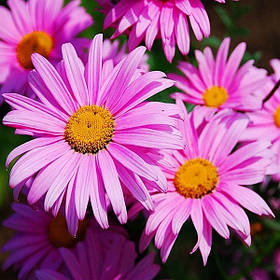 Піретрум - насіння піретруму