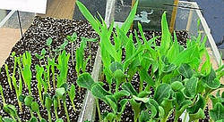 Електричний підігрів грунту в теплиці - запорука гарного врожаю!