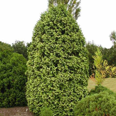 Туя западная Вареана Лютесценс, Thuja occidentalis 'Wareana Lutescens', 200 см - фото 2 - id-p747725158