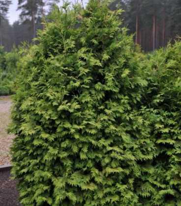 Туя западная Вареана Лютесценс, Thuja occidentalis 'Wareana Lutescens', 200 см - фото 5 - id-p747725158