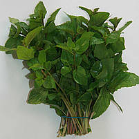 Гідролат м’яти перцевої Mentha Piperita, фото 2